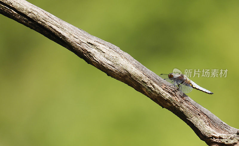 宽体追击蜻蜓(Libellula depressa)雄性